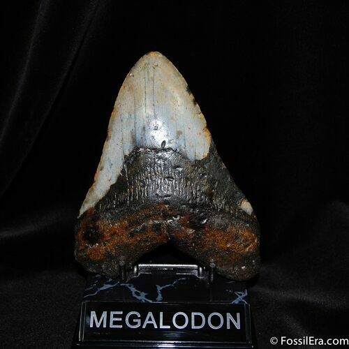 Giant / Inch Megalodon Tooth With Stand #523